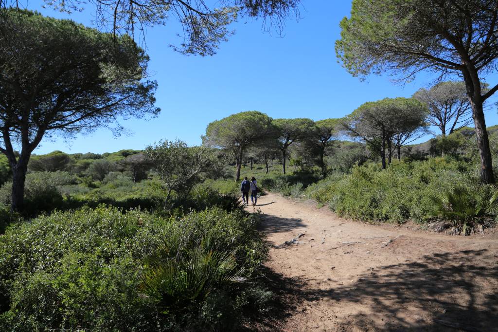 sendero en la breña